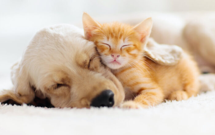 EVCİL HAYVANLARIN BARINDIRILMASI