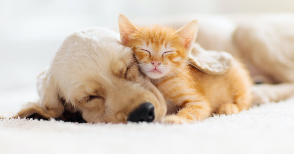 EVCİL HAYVANLARIN BARINDIRILMASI